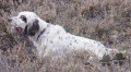 Setter Anglais VACARM DU MAS D'EYRAUD Setter Anglais VACARM DU MAS D'EYRAUD